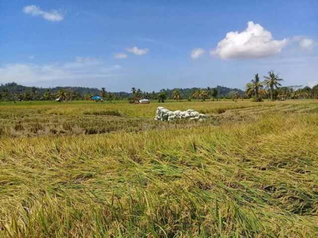 Daerah
