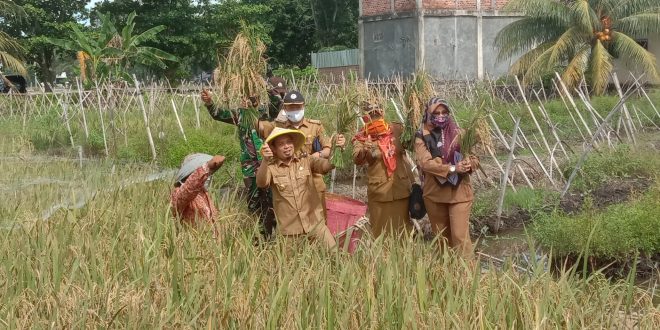 Pemkot bengkulu